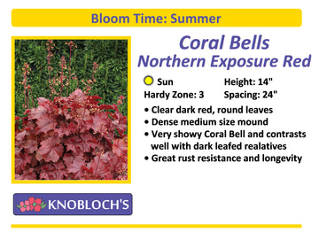 Coral Bells - Northern Exposure Red
