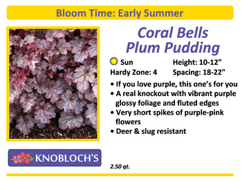 Coral Bells - Plum Pudding