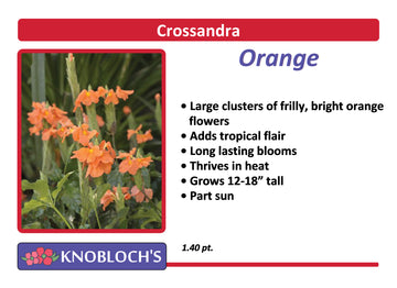 Crossandra - Orange