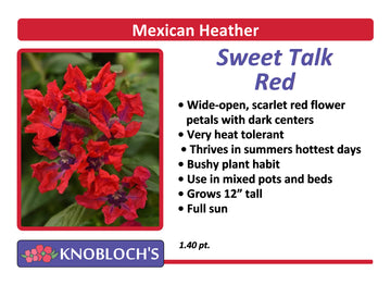 Mexican Heather (Cuphea) - Sweet Talk Red