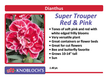 Dianthus - Super Trouper Red & Pink