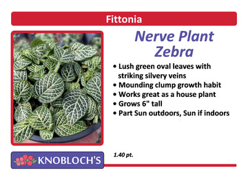 Fittonia (Nerve Plant) - Zebra