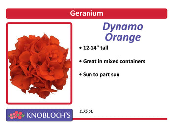 Geranium - Dynamo Orange