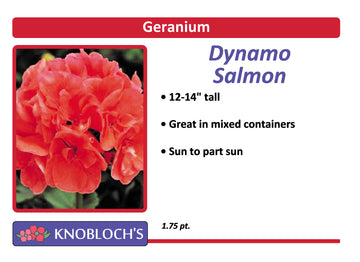 Geranium - Dynamo Salmon