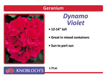 Geranium - Dynamo Violet