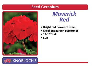 Geranium - Maverick Red