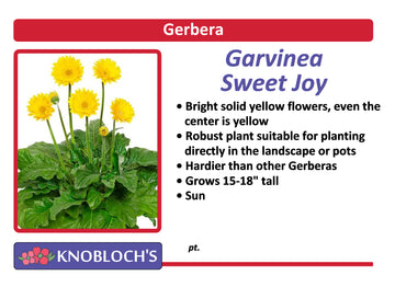 Gerbera Daisy - Sweet Joy