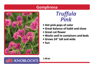 Gomphrena - Truffula Pink
