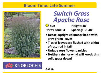 Grass - Switch Grass Apache Rose