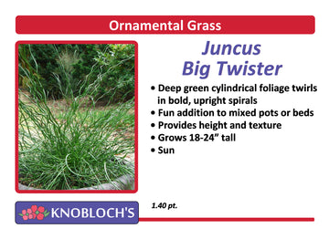 Grass - Juncus Big Twister