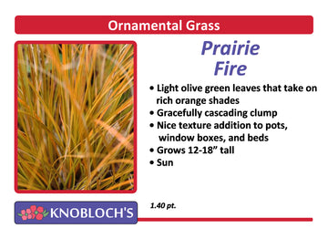 Grass - Prairie Fire