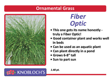Grass - Fiber Optic