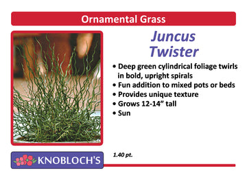Grass - Juncus Twister (Spiralis)