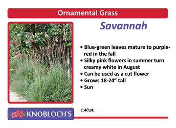 Grass - Ruby Grass (Savannah)
