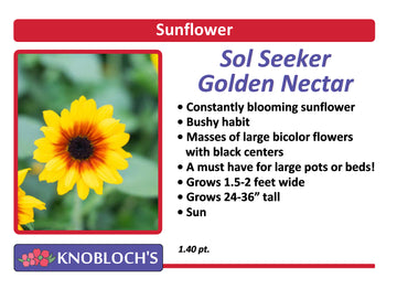Sunflower (helianthus) - Sol Seeker Golden Nectar