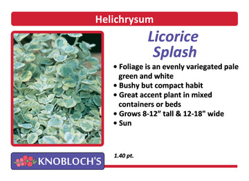 Helichrysum - Licorice Splash