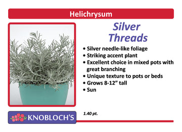 Helichrysum - Petite Licorice