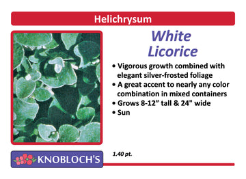 Helichrysum - White Licorice
