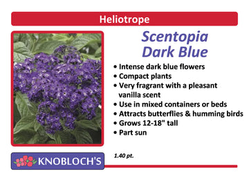 Heliotrope - Scentopia Dark Blue