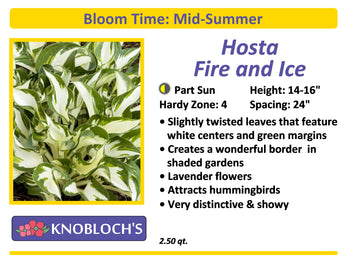 Hosta - Fire and Ice