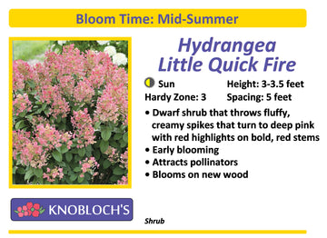 Hydrangea - Little Quick Fire