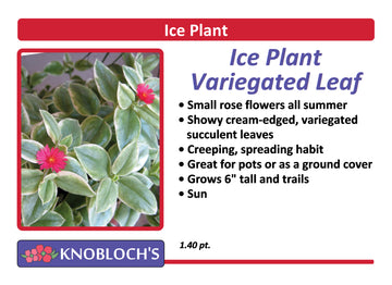 Ice Plant - Variegated Leaf