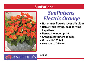 Impatiens - SunPatiens Electric Orange