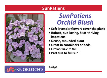 Impatiens - SunPatiens Orchid Blush