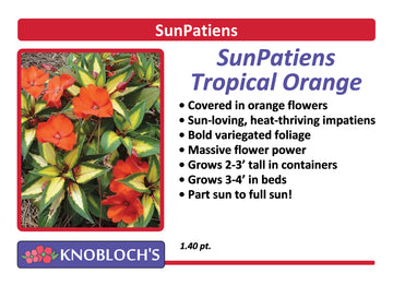 Impatiens - SunPatiens Spreading Tropical Orange