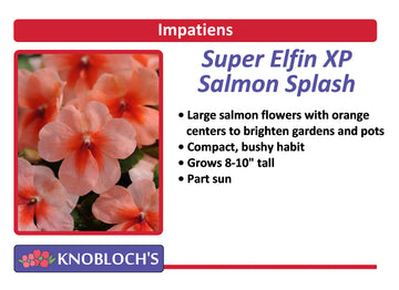 Impatiens - Super Elfin Salmon Splash (3 pk)