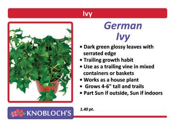 Ivy - German