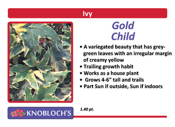 Ivy - Gold Child