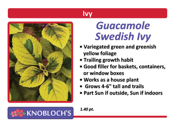Ivy - Swedish Guacamole