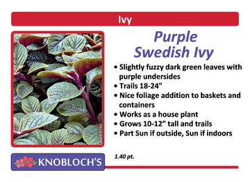 Ivy - Swedish Purple