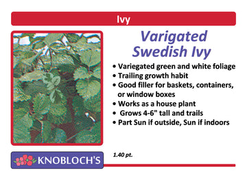 Ivy - Swedish Variegated