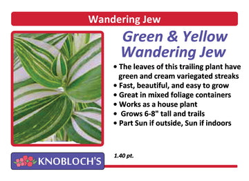 Ivy - Wandering Jew Green & Yellow