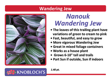 Ivy - Wandering Jew Nanouk