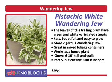 Ivy - Wandering Jew Pistachio White