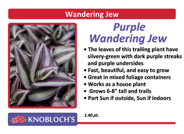 Ivy - Wandering Jew Purple