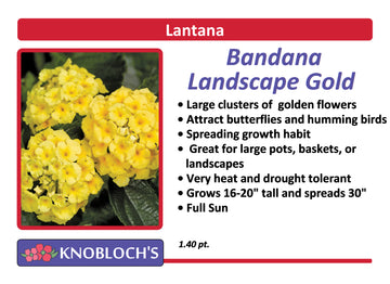 Lantana - Bandana Landscape Gold