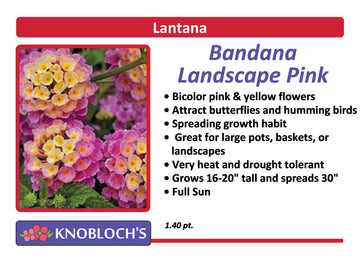 Lantana - Bandana Landscape Pink
