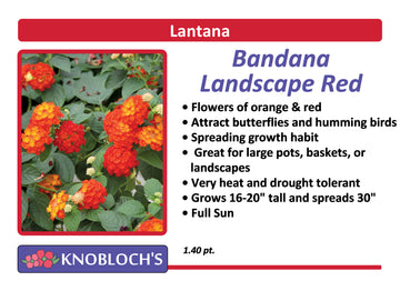 Lantana - Bandana Landscape Red