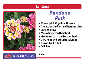 Lantana - Bandana Pink