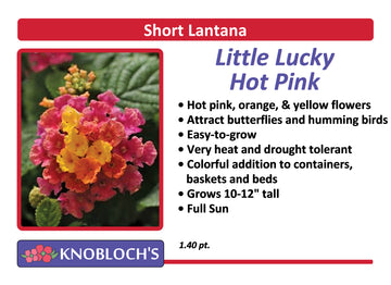 Lantana - Little Lucky Hot Pink