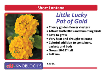 Lantana - Little Lucky Pot of Gold