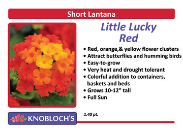 Lantana - Little Lucky Red