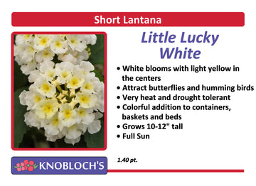 Lantana - Little Lucky White