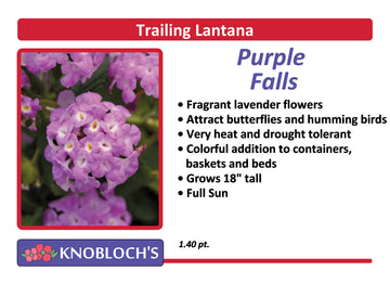 Lantana - Purple Falls