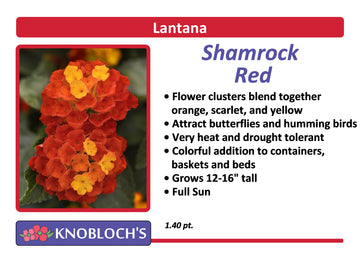 Lantana - Shamrock Red