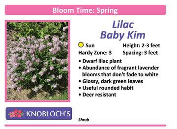 Lilac - Baby Kim